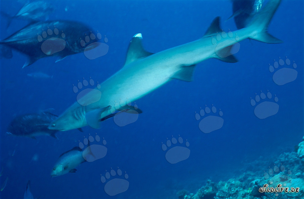 Whitetip Reef Shark with Bigeye Trevallies