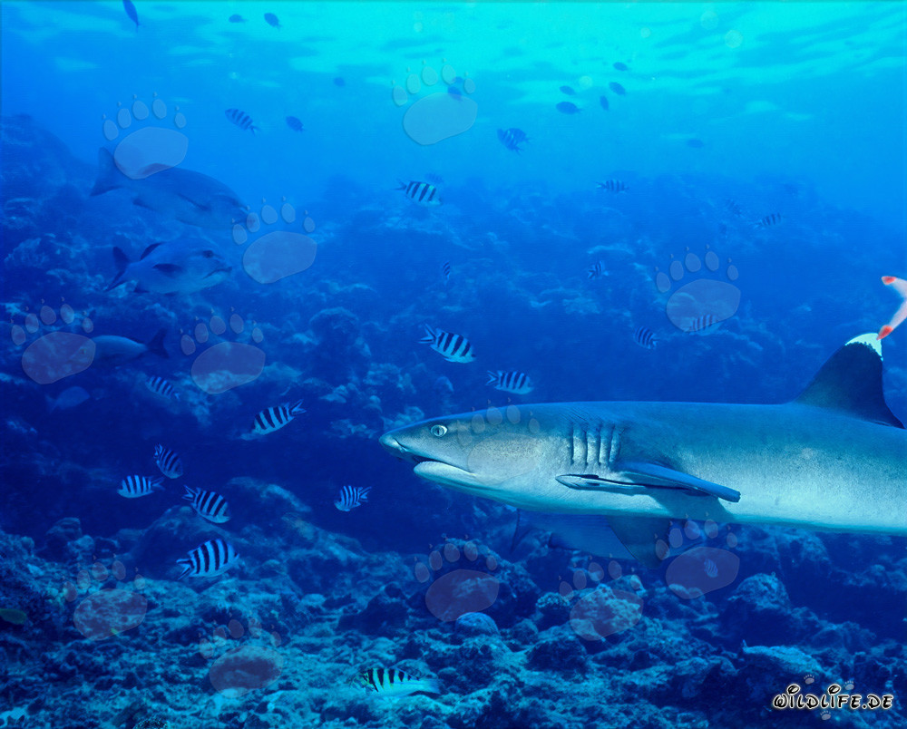 Portrait fascinant d'un requin de récif à pointes blanches latéral
