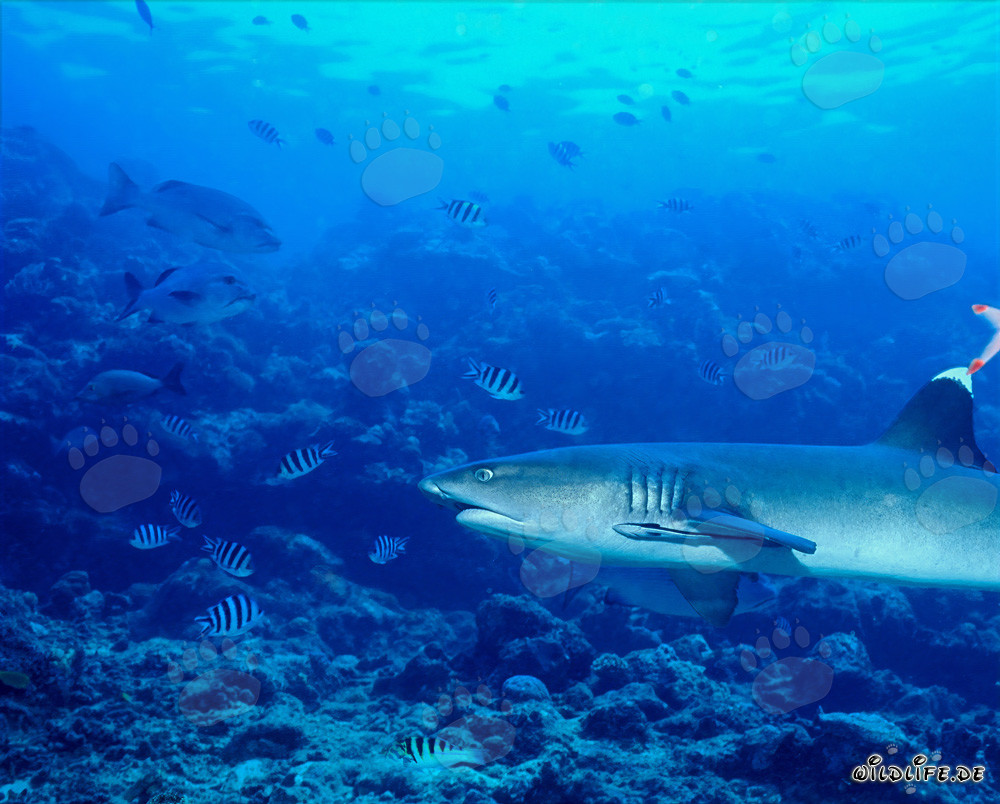 Fascinating portrait of a whitetip reef shark in profile