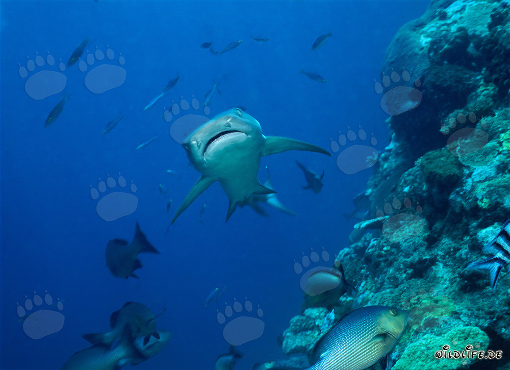Requin à pointes blanches élégant nage dans les eaux claires du récif de requins