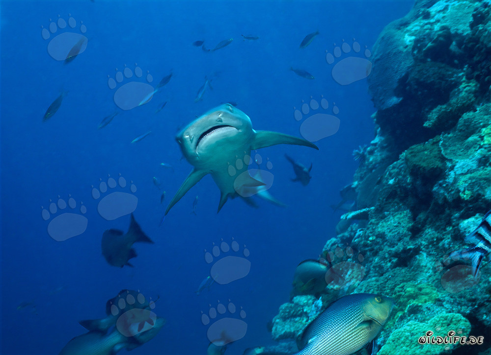 Elegante squalo pinna bianca nuota nelle acque limpide della barriera corallina degli squali