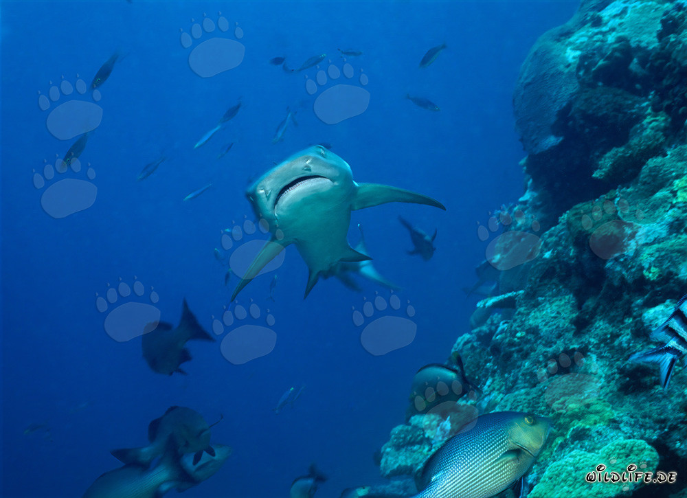 Elegante tiburón de arrecife de puntas blancas nada en las aguas claras del arrecife de tiburones