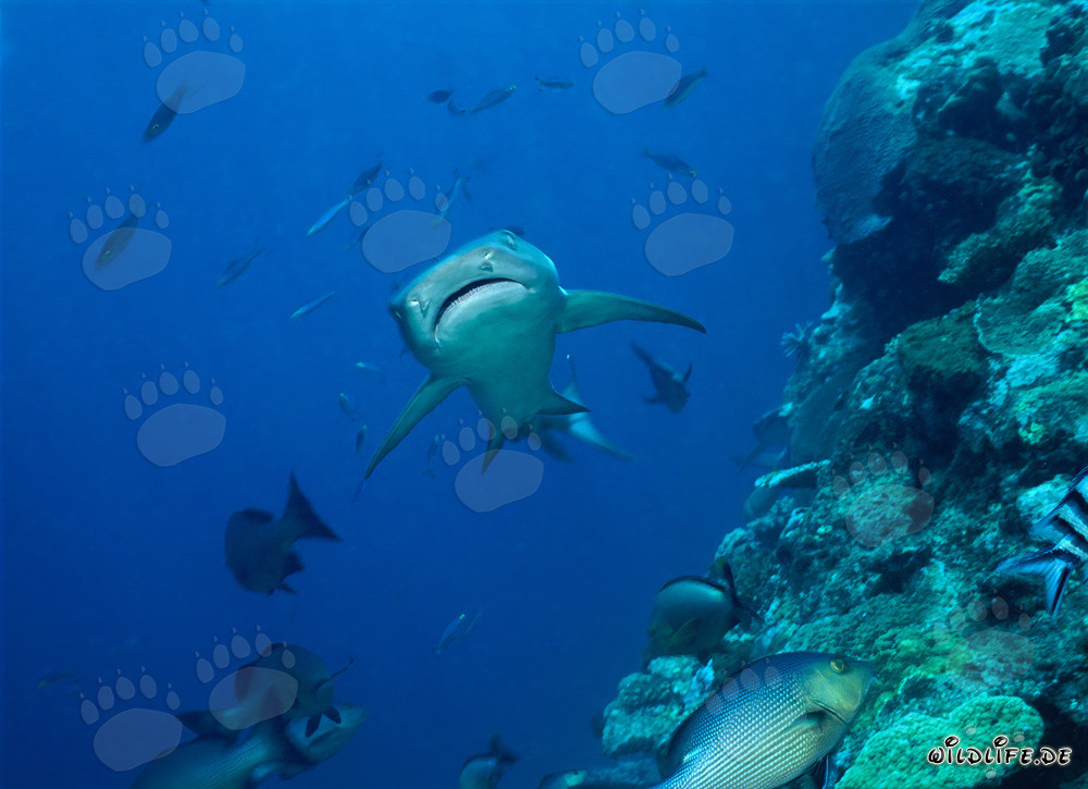 Elegant whitetip reef shark swims in the clear waters of Shark Reef