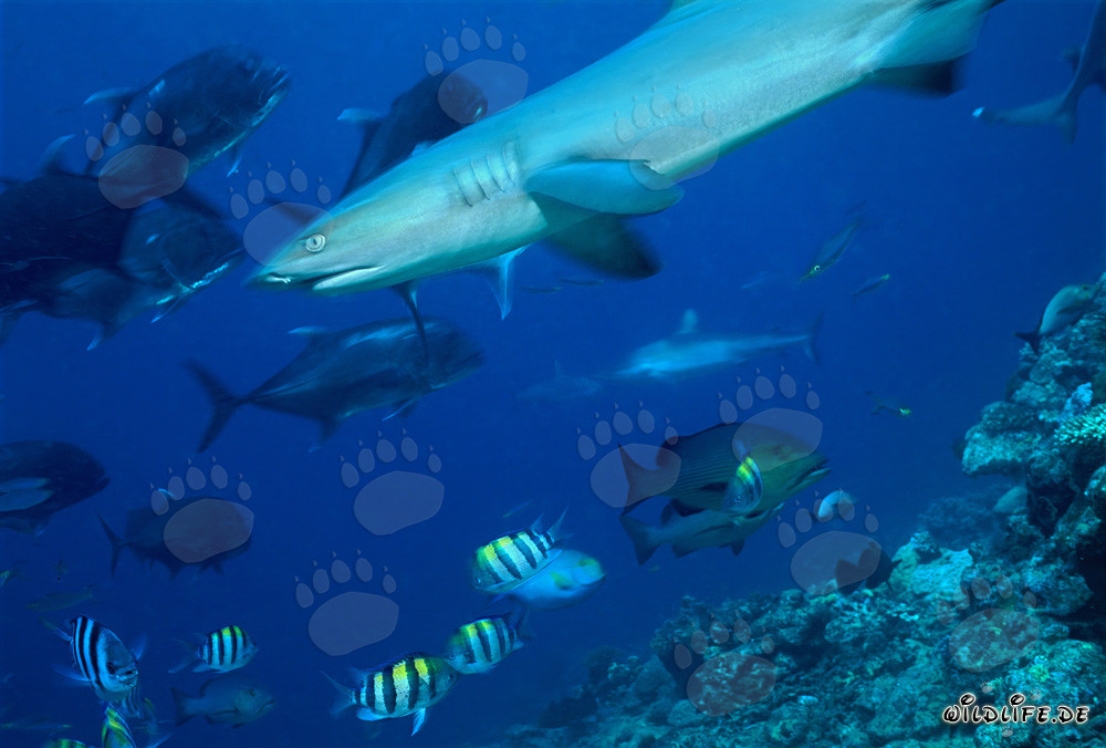 Affascinante squalo pinna bianca circondato da sgombri a testa di martello