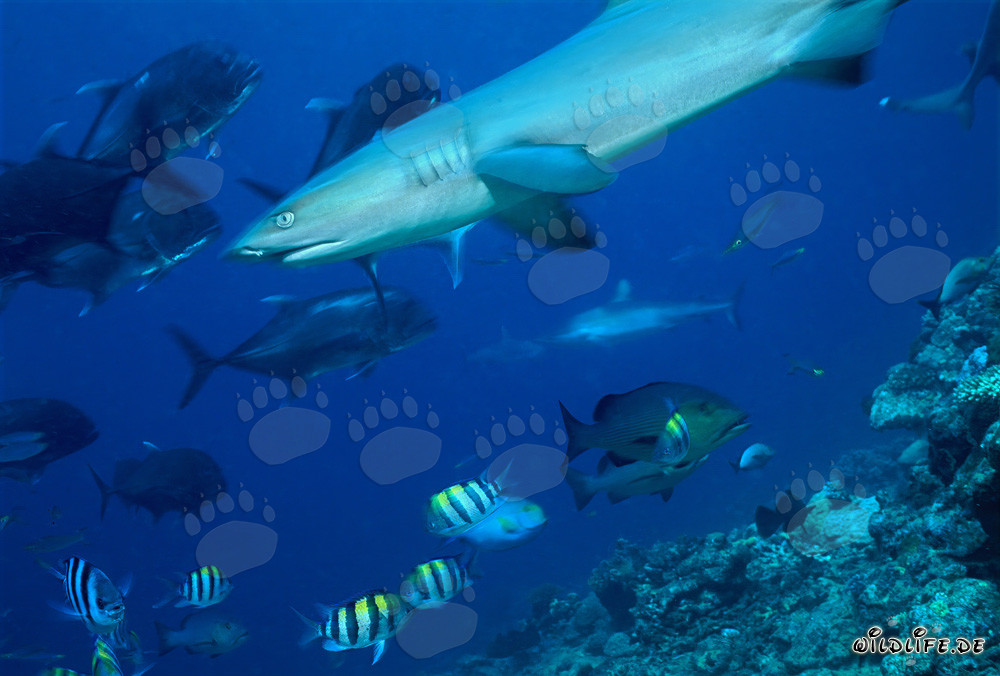 Fascinating Whitetip Reef Shark Surrounded by Giant Trevallys