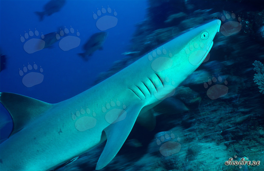Requin de récif à pointes blanches fascinant dans les eaux cristallines de Beqa Lagoon, Fidji