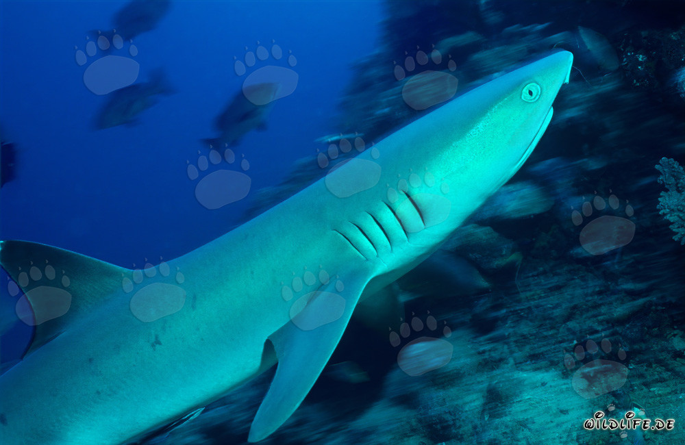 Affascinante squalo di barriera a punte bianche nelle cristalline acque di Beqa Lagoon, Fiji