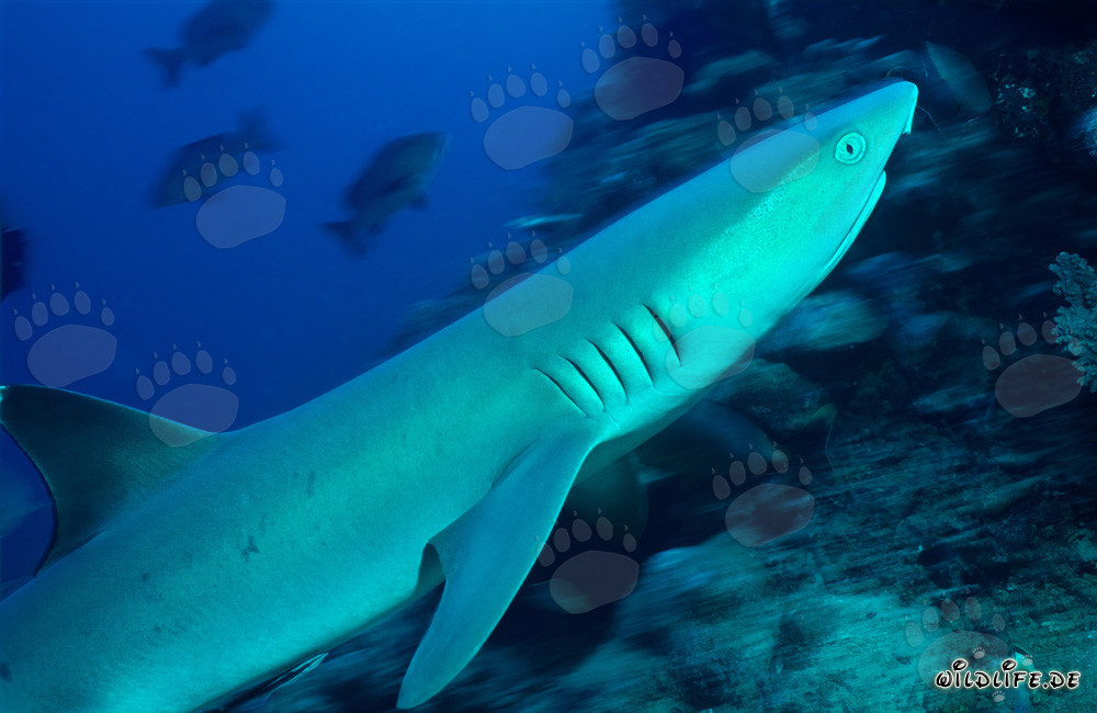 Fascinante tiburón de arrecife de puntas blancas en las cristalinas aguas de Beqa Lagoon, Fiji