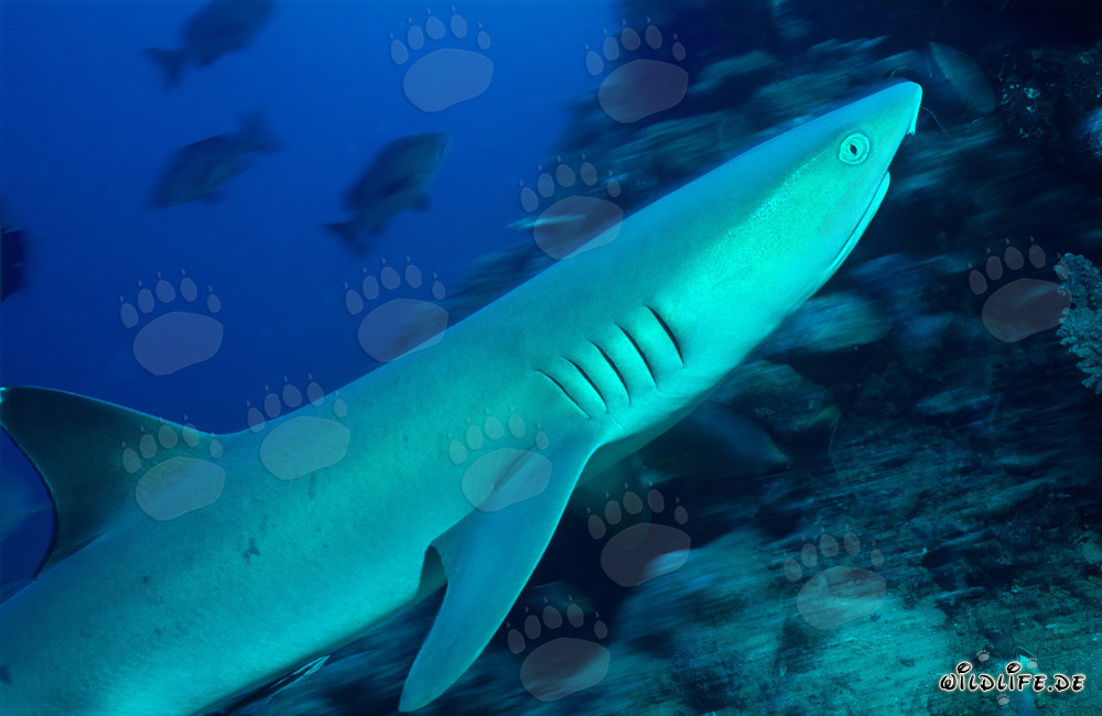 Faszinierender Weissspitzen-Riffhai im kristallklaren Wasser von Beqa Lagoon, Fiji