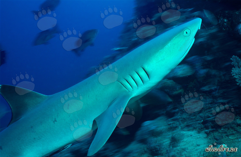 Fascinating Whitetip Reef Shark in the Crystal Clear Waters of Beqa Lagoon, Fiji