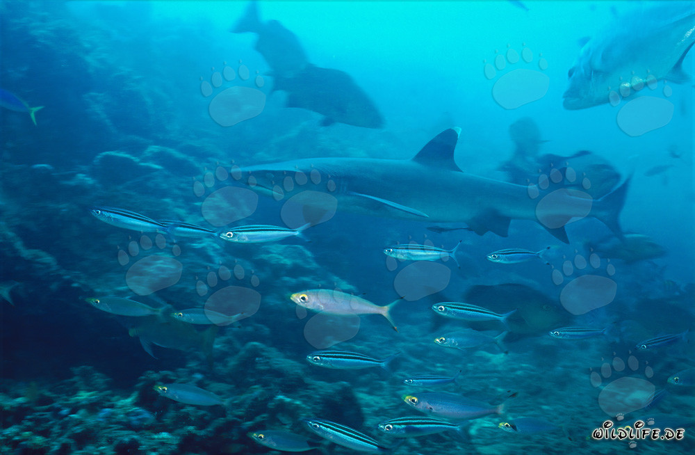 Requin à pointes blanches fascinant entouré de poissons de récif