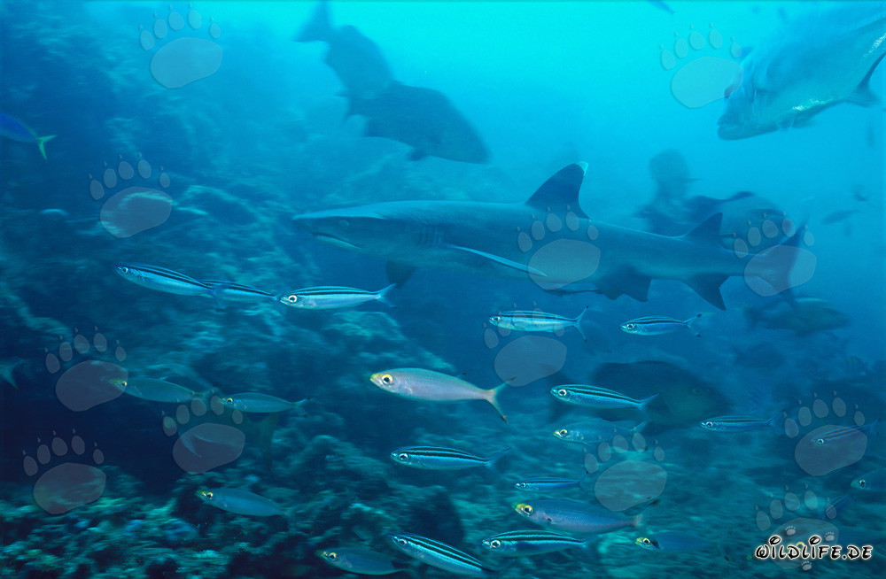 Affascinante squalo pinna bianca circondato da pesci di barriera corallina