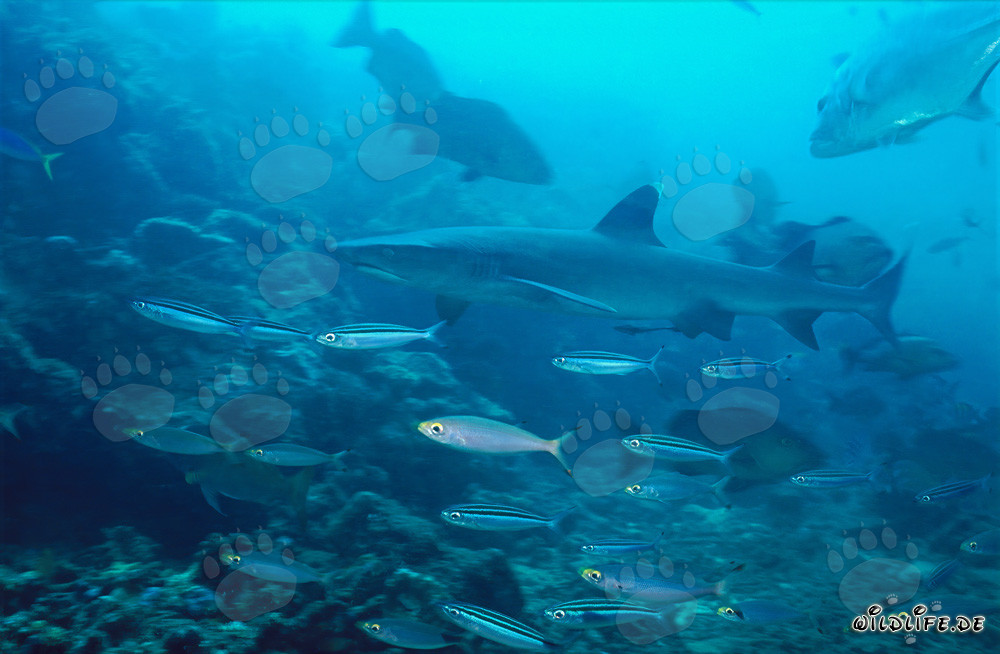 Fascinante tiburón de puntas blancas rodeado de peces de arrecife