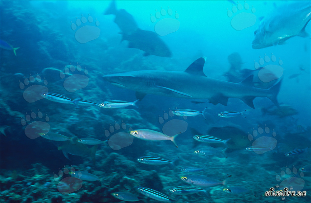 Fascinating Whitetip Reef Shark Surrounded by Reef Fish