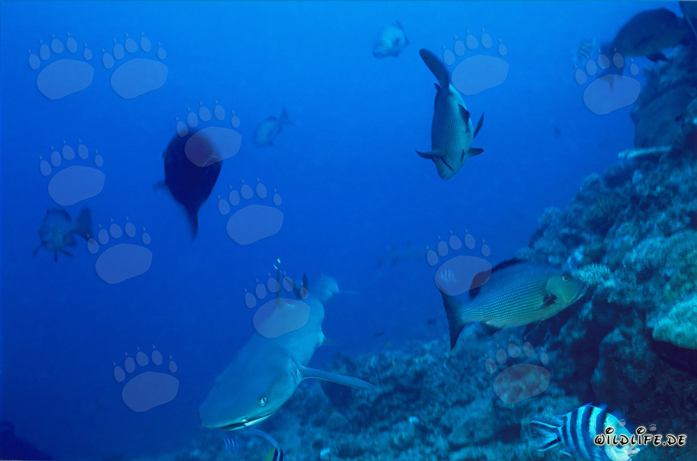 Affascinante squalo di barriera a punte bianche esplora il reef degli squali nella laguna di Beqa