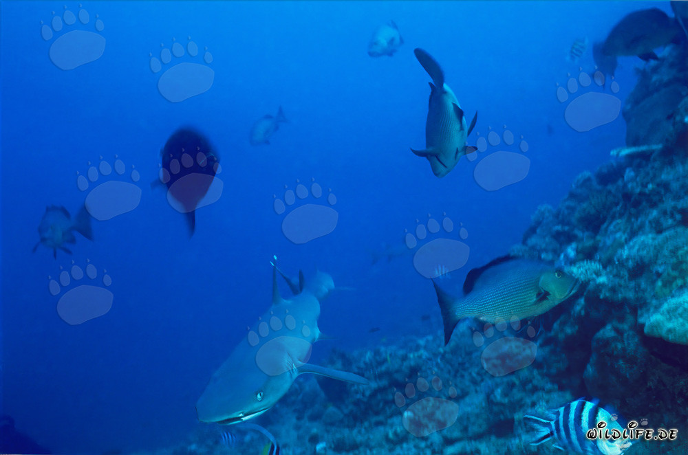 Faszinierender Weißspitzen-Riffhai erkundet das Shark Reef in der Beqa Lagune