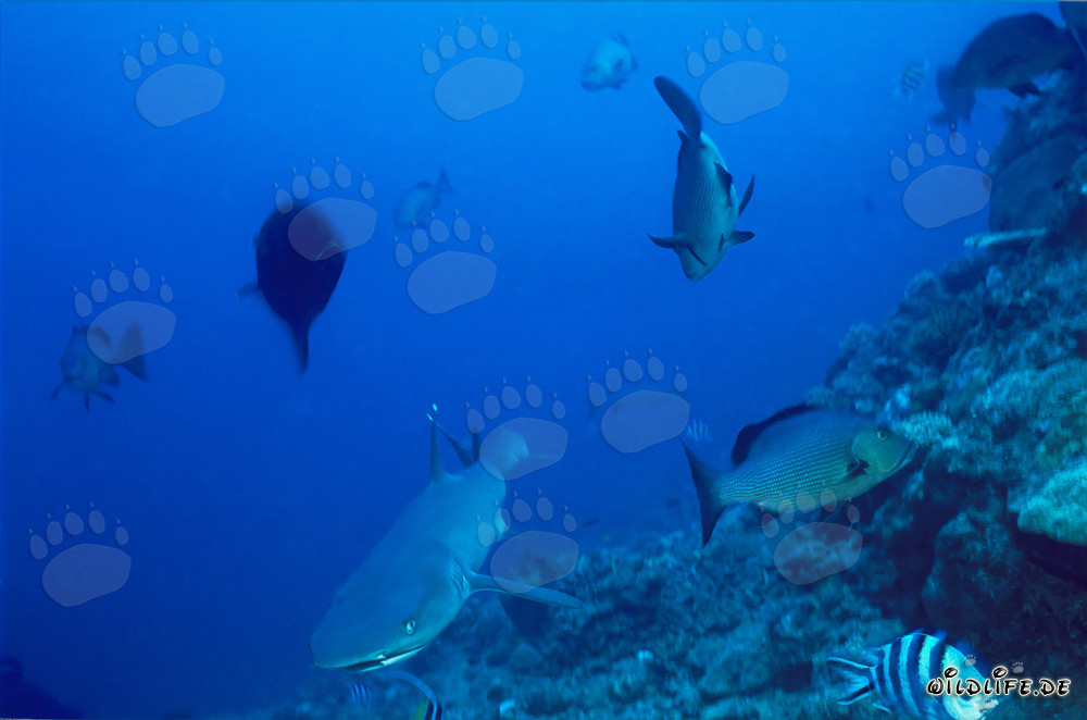 Fascinating Whitetip Reef Shark exploring the Shark Reef in Beqa Lagoon