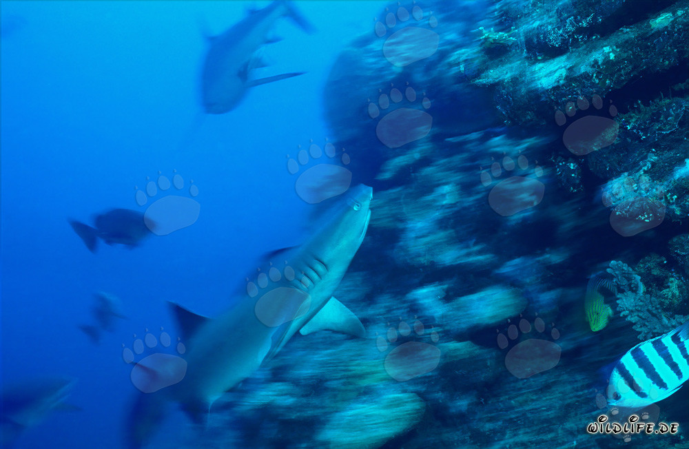 Requin de récif à pointes blanches fascinant dans les eaux de la lagune de Beqa, Fidji