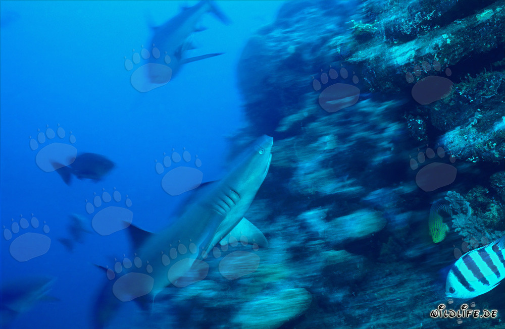 Fascinante tiburón de arrecife de punta blanca en las aguas de la laguna de Beqa, Fiji