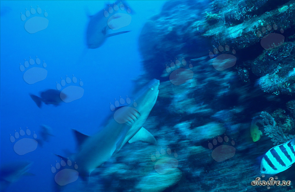Faszinierender Weissspitzen-Riffhai in den Gewässern von Beqa Lagoon, Fiji