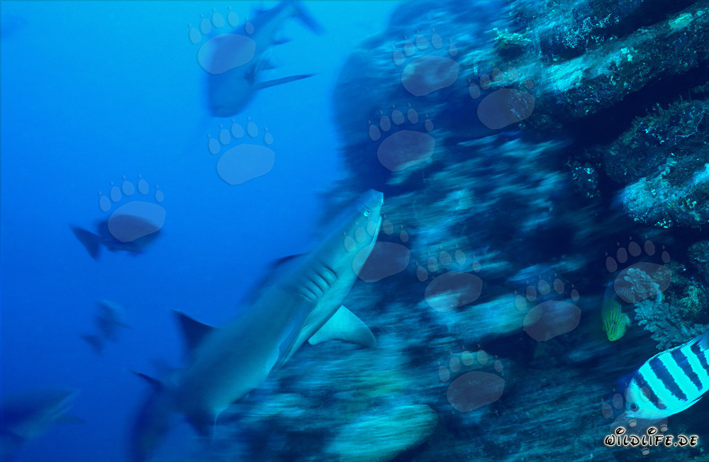 Fascinating Whitetip Reef Shark in the Waters of Beqa Lagoon, Fiji