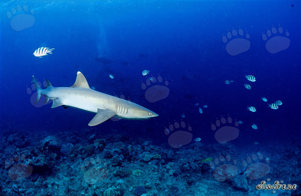 Elegante tiburón de puntas blancas recorre el arrecife de coral
