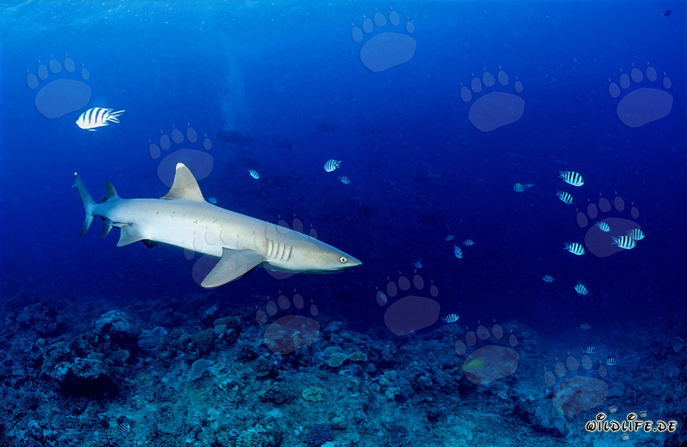 Elegant whitetip reef shark patrolling the coral reef