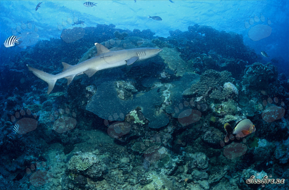 Lo squalo pinna bianca nuota maestosamente lungo un colorato reef di corallo