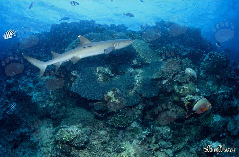 Tiburón de arrecife de puntas blancas nada majestuosamente a lo largo de un colorido arrecife de coral