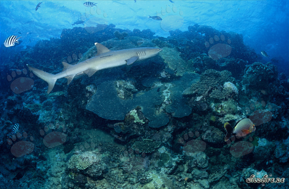 Whitetip reef shark gracefully swimming along vibrant coral reef