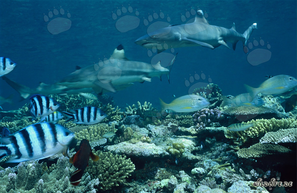 Fascinante tiburón punta blanca y tiburones punta negra impresionantes en el agua clara