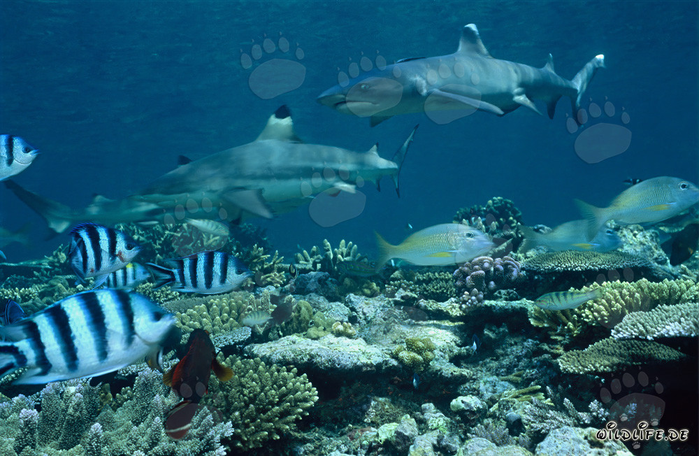 Fascinating whitetip reef shark and blacktip reef sharks in clear water