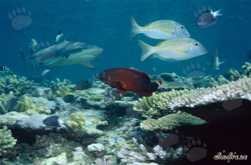 Blacktip reef shark with reef fish in Beqa Lagoon, Fiji