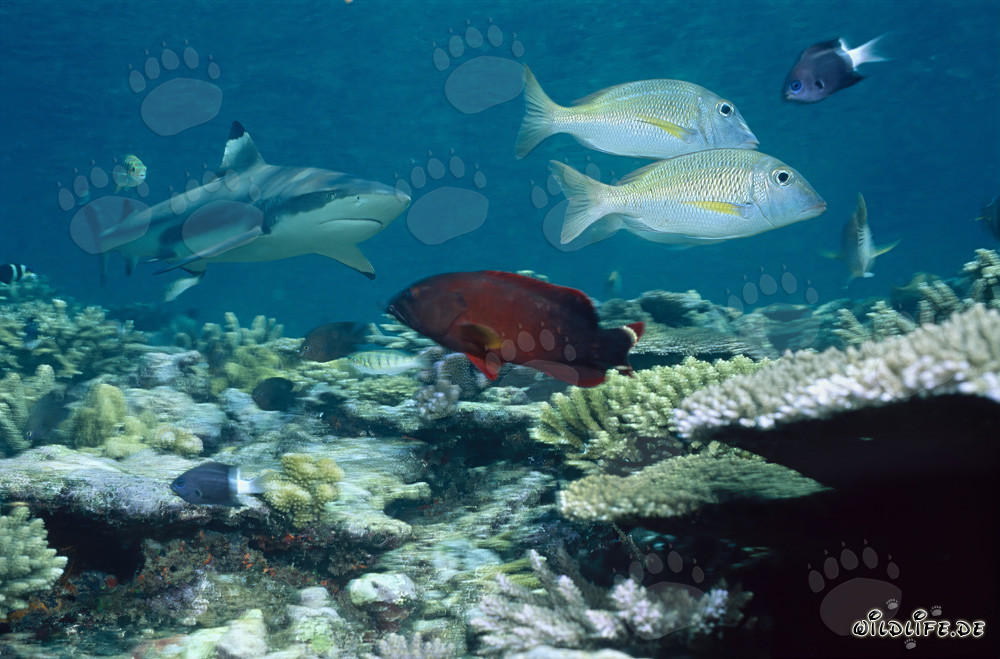 Requin à pointes noires avec poissons de récif dans le lagon de Beqa, Fidji