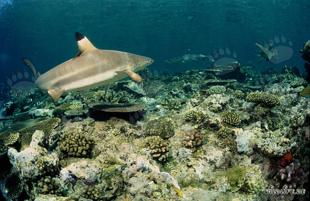Encounter between Blacktip Reef Shark and Whitetip Reef Shark