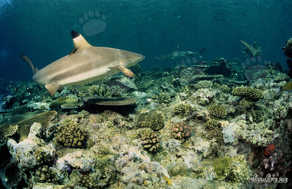 Rencontre entre le requin à pointes noires et le requin à pointes blanches