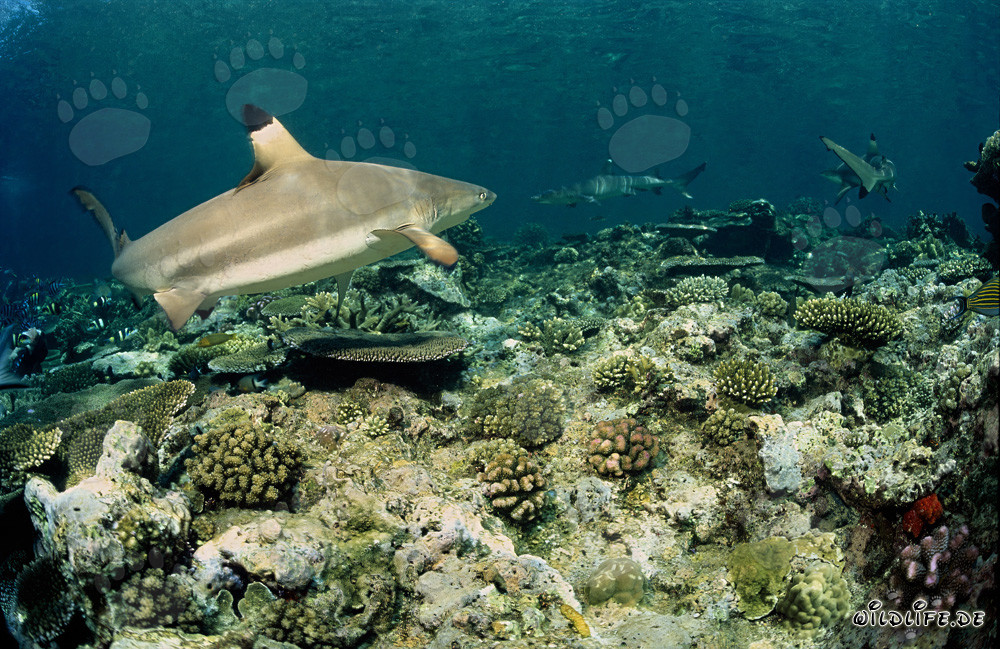 Encuentro entre tiburón de arrecife de puntas negras y tiburón de arrecife de puntas blancas