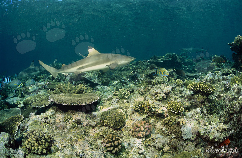 Blacktip Reef Shark at the Coral Reef in the South Pacific