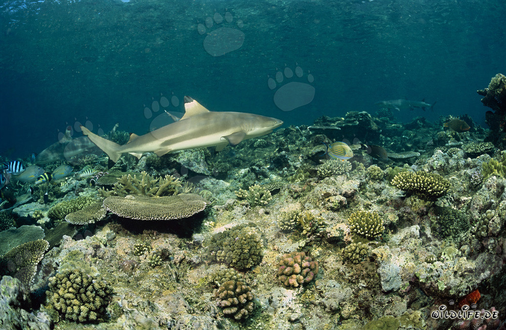 Requin à pointes noires sur le récif corallien du Pacifique Sud