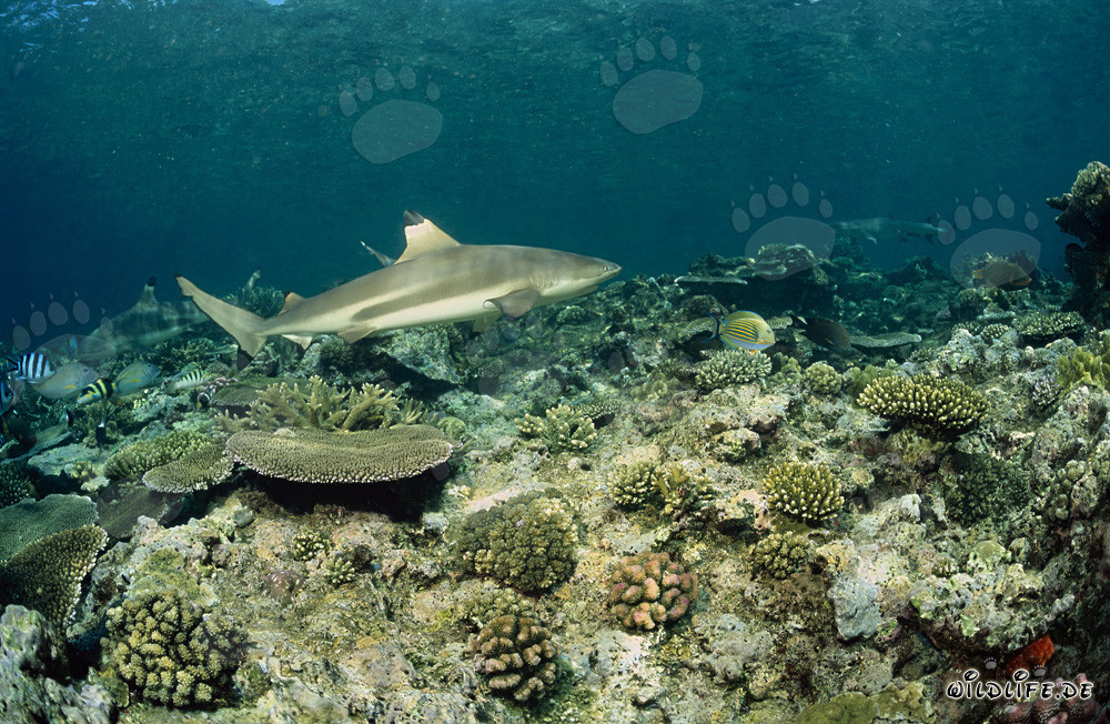 Squalo pinna nera sulla barriera corallina del Pacifico Sud