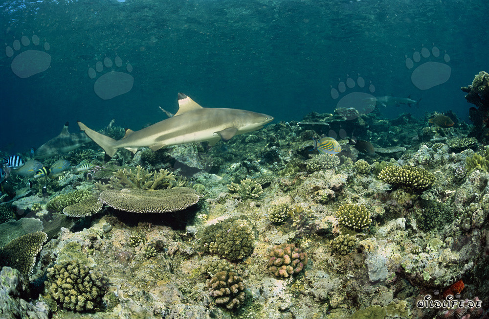 Tiburón de arrecife de puntas negras en el arrecife de coral del Pacífico Sur
