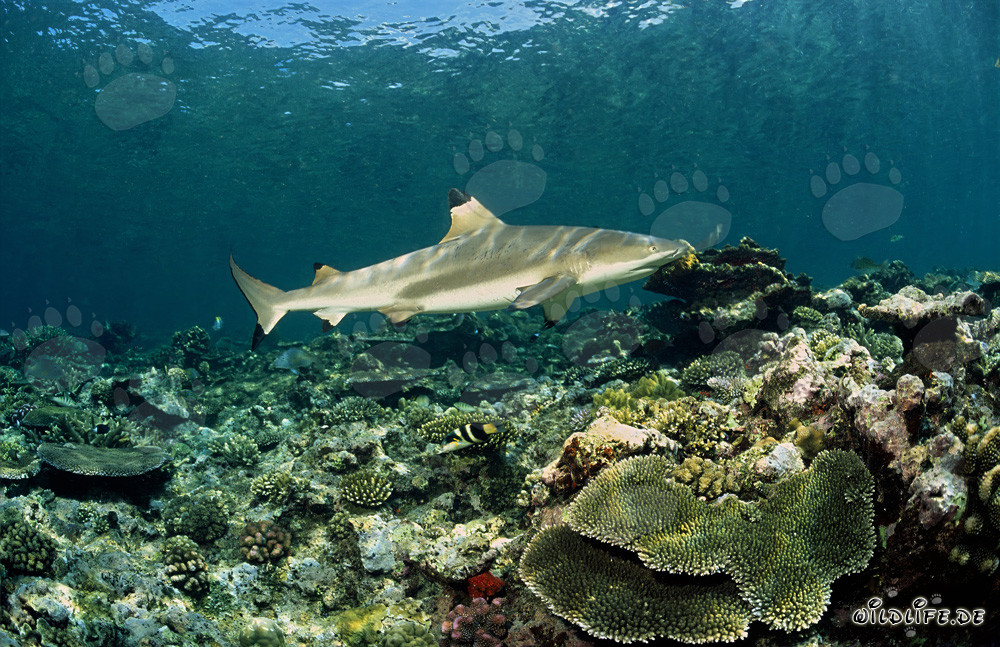 Blacktip reef shark gracefully swimming above the colorful coral reef