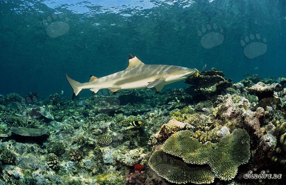 Requin à pointes noires nage élégamment au-dessus du récif corallien coloré