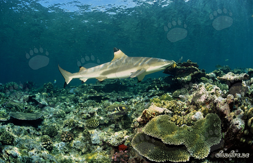 Squalo a punte nere nuota elegantemente sopra il colorato reef di corallo