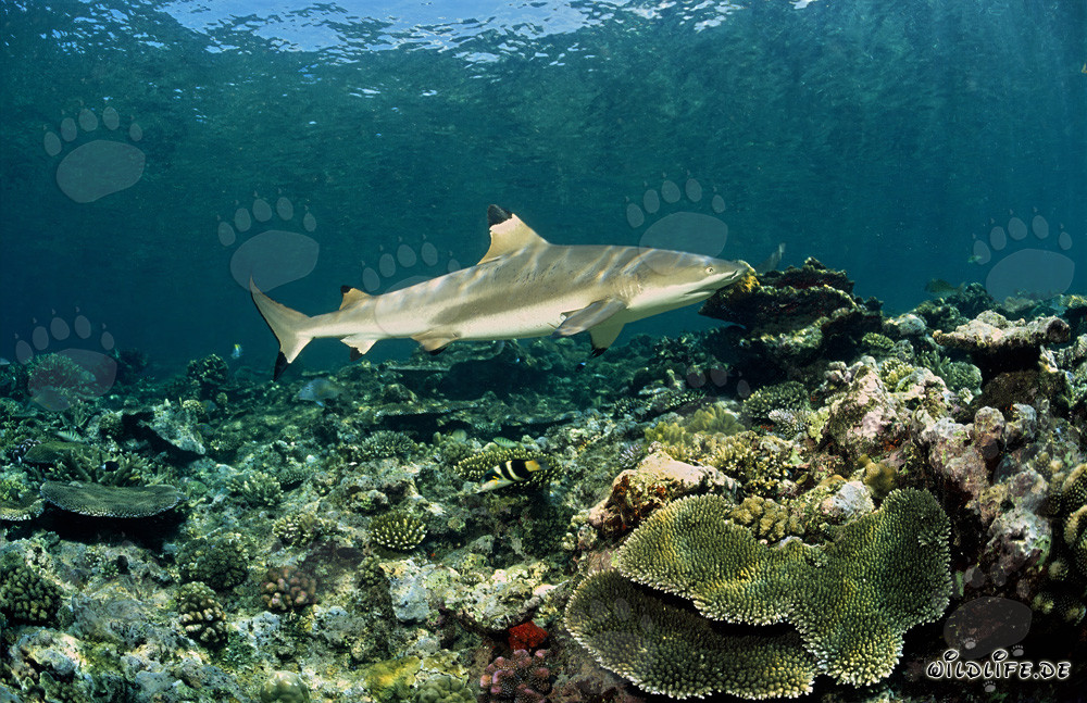 Tiburón de arrecife de puntas negras nada elegantemente sobre el colorido arrecife de coral