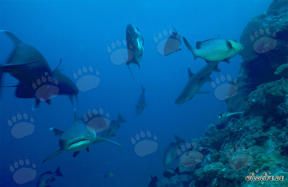 Requin à pointes blanches fascinant dans les eaux claires de Beqa Lagoon, Fidji