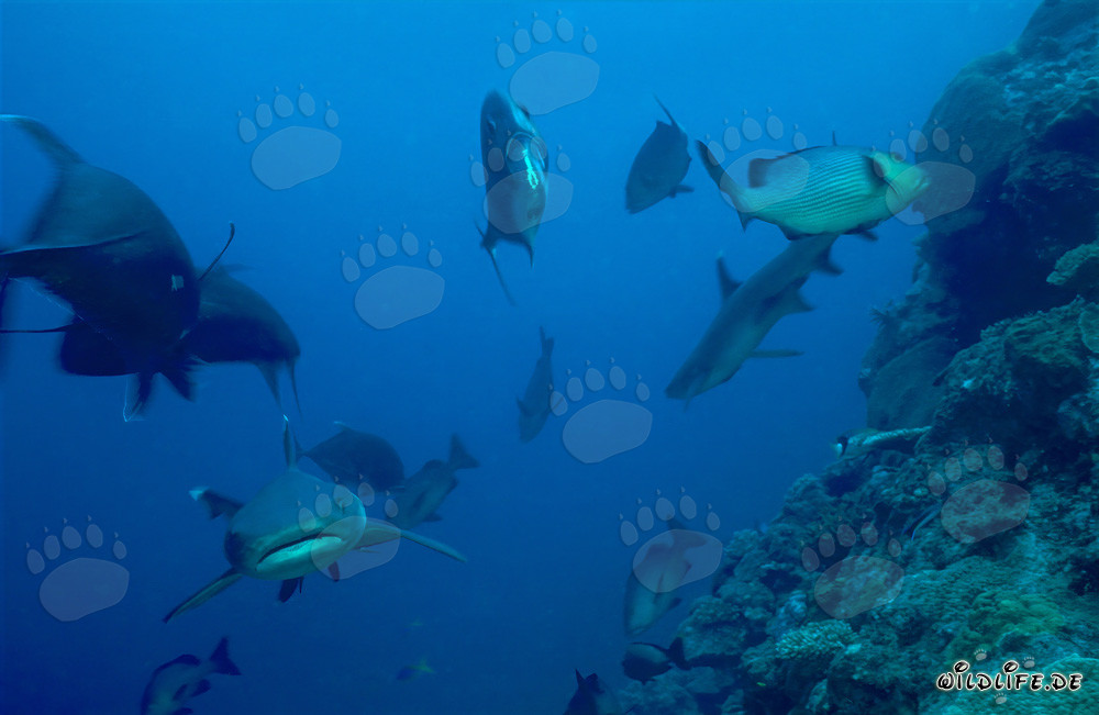 Affascinante squalo pinna bianca nelle acque limpide di Beqa Lagoon, Figi