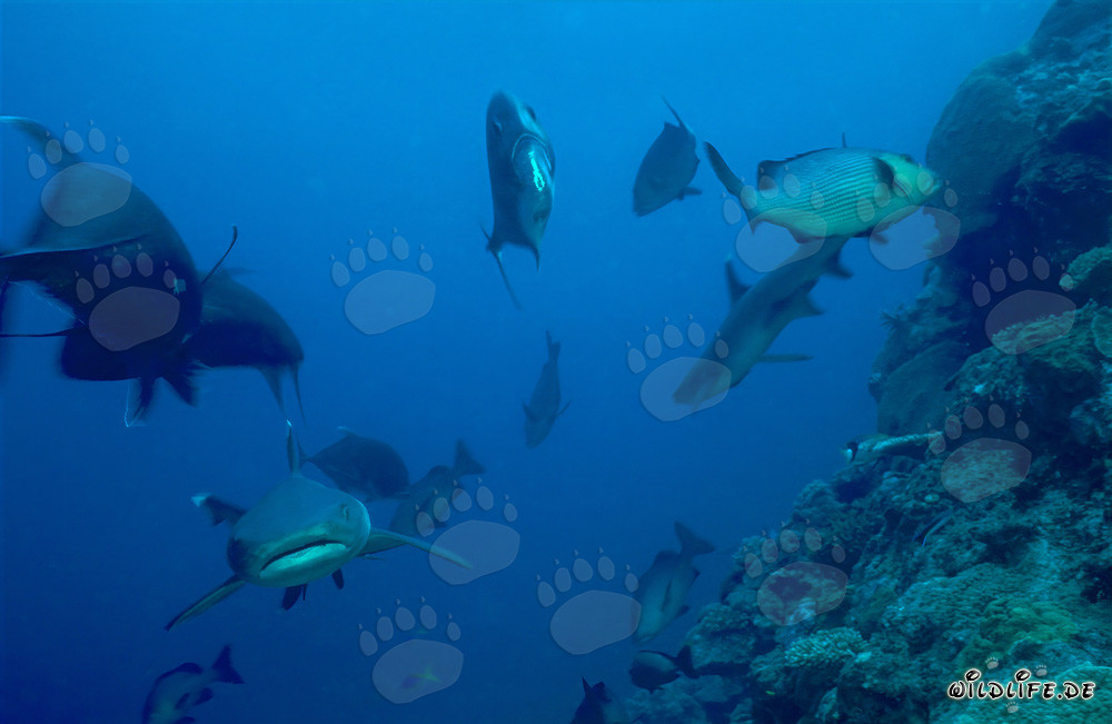 Fascinante tiburón de puntas blancas en las aguas claras de Beqa Lagoon, Fiji