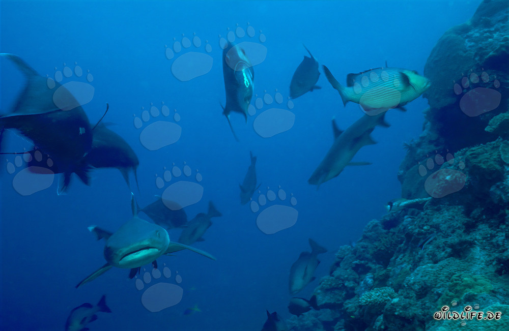 Faszinierender Weissspitzen-Riffhai im klaren Wasser von Beqa Lagoon, Fiji
