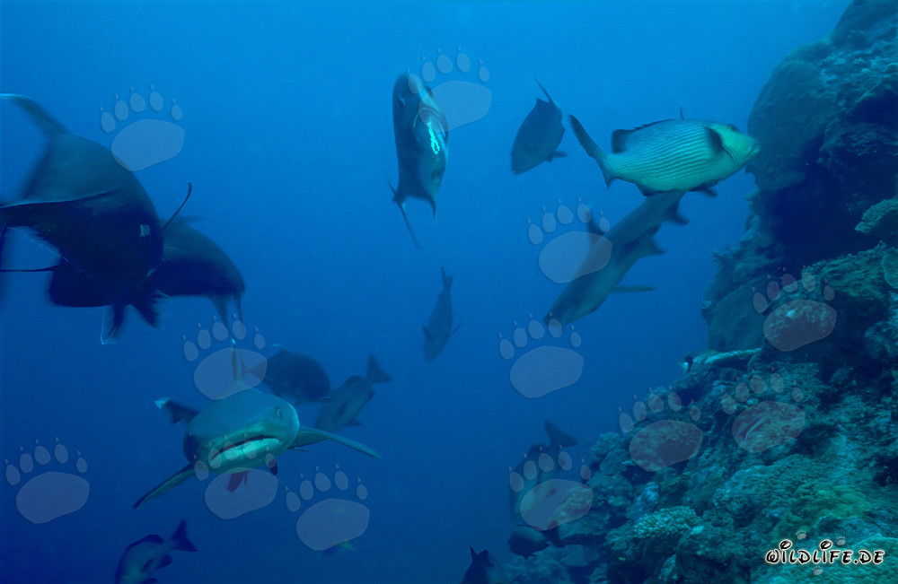 Fascinating Whitetip Reef Shark in the Clear Waters of Beqa Lagoon, Fiji